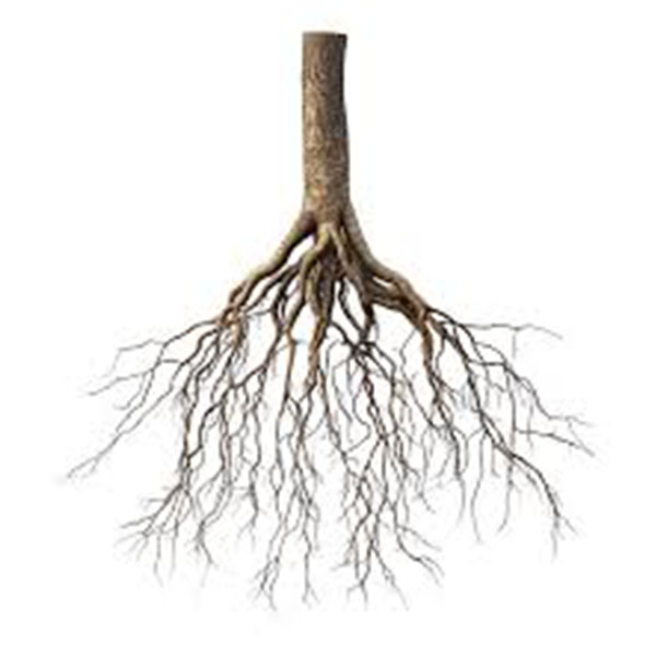 Borbor Roots Exploring the Roots of Who We Are