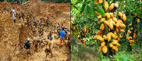 A file photo of high-tech galamsey and cocoa