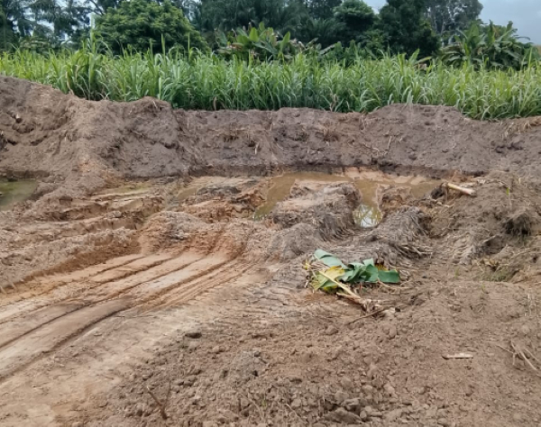 The crops, which were nearing harvest, were flattened by excavators