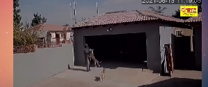 Watch the moment alleged thief is aggressively attacked by dogs after jumping into a house