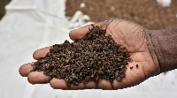 An agronomist shows a palmful of black soldier fly larvae, intended for animal feed