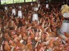 File photo of poultry