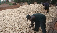 Research proves that farmers failure to dry the maize thoroughly before storage contributed the loss