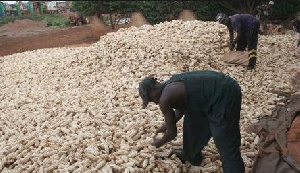 Research proves that farmers failure to dry the maize thoroughly before storage contributed the loss