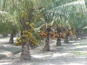 Green Coast Group pledged to support the project with 500 seedlings of the dwarf coconut species