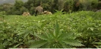 The laws of Ghana frown upon the cultivation and use of Indian hemp and other narcotics