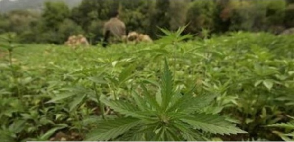 The laws of Ghana frown upon the cultivation and use of Indian hemp and other narcotics