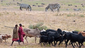Maasai herders in Ngorongoro Crater with their herds of cattle