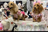 Two pets pose at the Interpets Conference on April 5, 2026