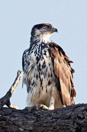The African hawk-eagle
