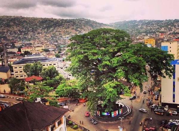 The iconic tree stands in the middle of the capital Freetown