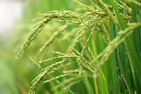 File photo of rice harvest