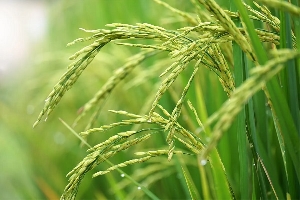 File photo of rice harvest