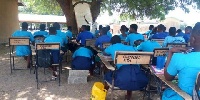 Students studying under a tree