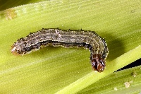 The armyworms are causing havoc to farms in Nigeria and Benin