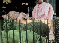 An old picutre of Cheddar and his tiger cubs (top); the tigers in a recent BBC picture (down)