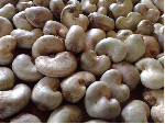 CTEAG, TCDA crack down on illegal cashew buyers in West Gonja CTEAG, TCDA crack down on illegal cashew buyers in West Gonja