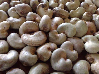 File photo of cashew nuts