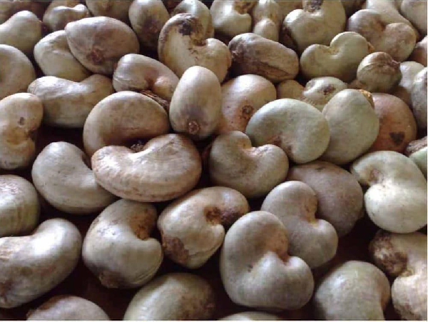 File photo of cashew nuts
