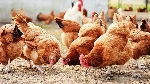 $100m needed to revitalise Ghana’s poultry sector - GNAPF