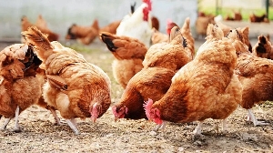 Poultry Farming Poultry Farming