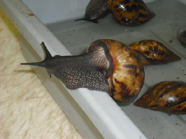 Giant Snails From Ghana Seized At Us Airport