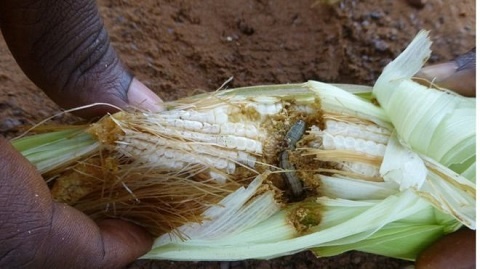 The fall armyworm has attacked thousands of hectors of farms