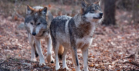 There were 319 Mexican wolves in the wild in the US in 2025, up from just four in 1998