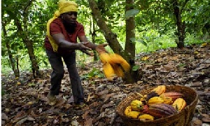 400,000 hectares of cocoa farms are to be irrigated, this year in the Eastern Region