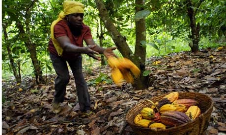 Cocoa is one of Ghana's highest foreign exchange earners