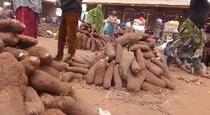 Tubers of yam