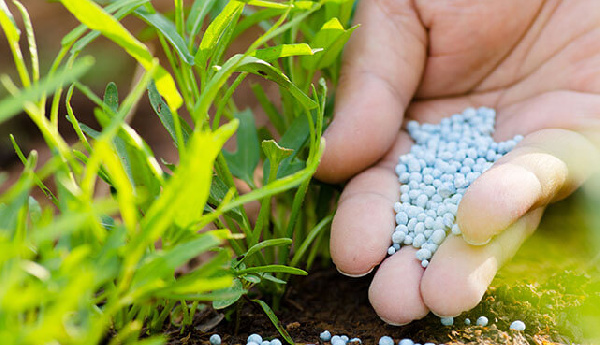 Ghana, Morocco unveil biggest fertilizer programme