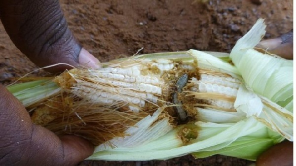 The Fall Armyworms have destroyed acres of farms in Ghana and other sub-Saharan Africa countries