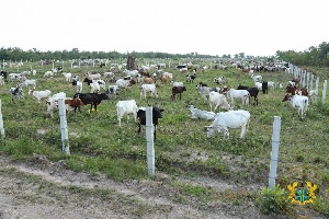 Cattle Wawase In Afram
