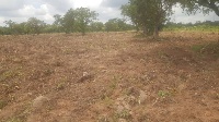 The dispute begun because one section wanted to grow cashew on the land