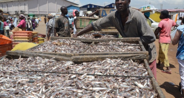 Marine fish stock at the verge of collapse according to Professor Wisdom Akpalu