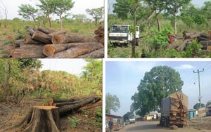 Rainforest Alliance, has launched a Tech4Communities project to help fight deforestation