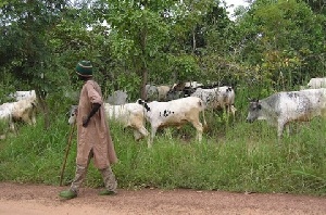 The case of the Fulani herdsmen in Kwahu has led some farmers to evacuate their lands.