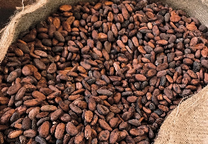 Cocoa Beans Cocoa Beans 