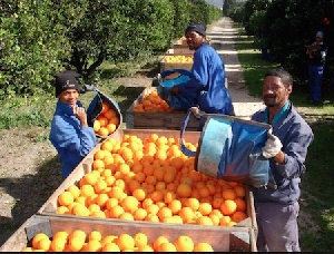 Citrus Farm Harvest