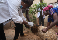 Some of the veterinary officers participating in an in-field activity at the FAO training