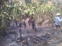 Fire destroys Volta cocoa farms