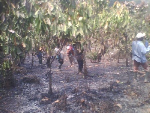 Cocoa Farm Burn