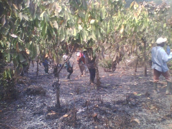Fire destroys Volta cocoa farms