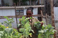 Chepkorir Rotich harvests her vegetables for an order she has received