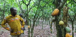 Mr. Aidoo paid a visit to some cocoa farms in the country