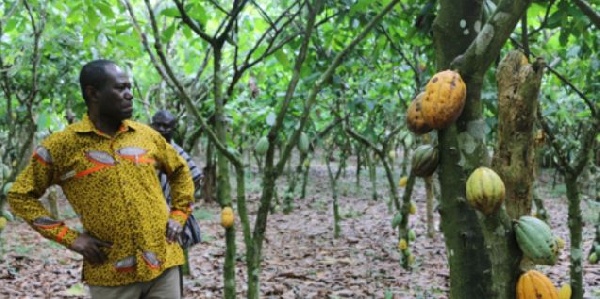 Mr. Aidoo paid a visit to some cocoa farms in the country