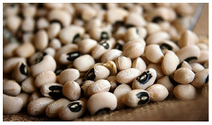 This cowpea variety is resistant to disease (pod borer pest)