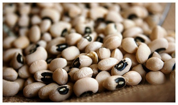 This cowpea variety is resistant to disease (pod borer pest)