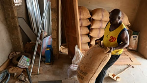 A purchasing clerk weighs a bag of cocoa in Kona